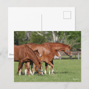 Chestnut Quarter Horse Mares and Foals Postcard
