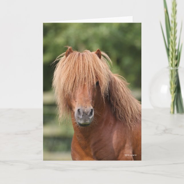 Chestnut Shetland Pony Stallion headshot Card (Front)