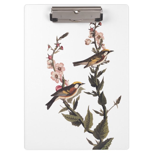 Chestnut-Sided Warbler Audubon Bird on Wildflower Clipboard (Front)
