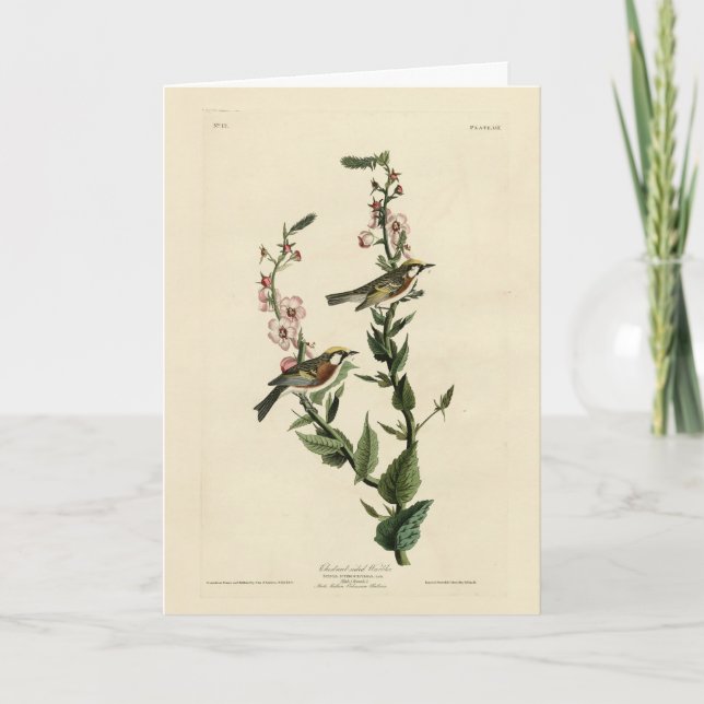 Chestnut-sided Warbler, Audubon's Birds of America Card (Front)