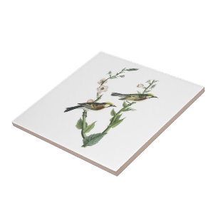Chestnut-sided Warbler by Audubon Ceramic Tile