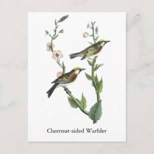 Chestnut-sided Warbler, John Audubon Postcard