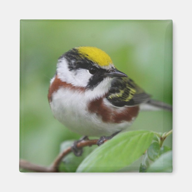 Chestnut-sided warbler magnet (Front)