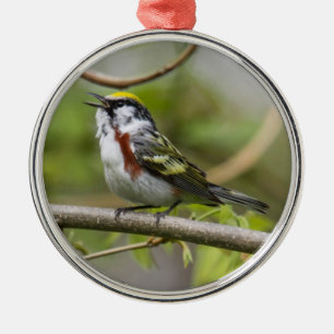 Chestnut-sided Warbler Metal Tree Decoration