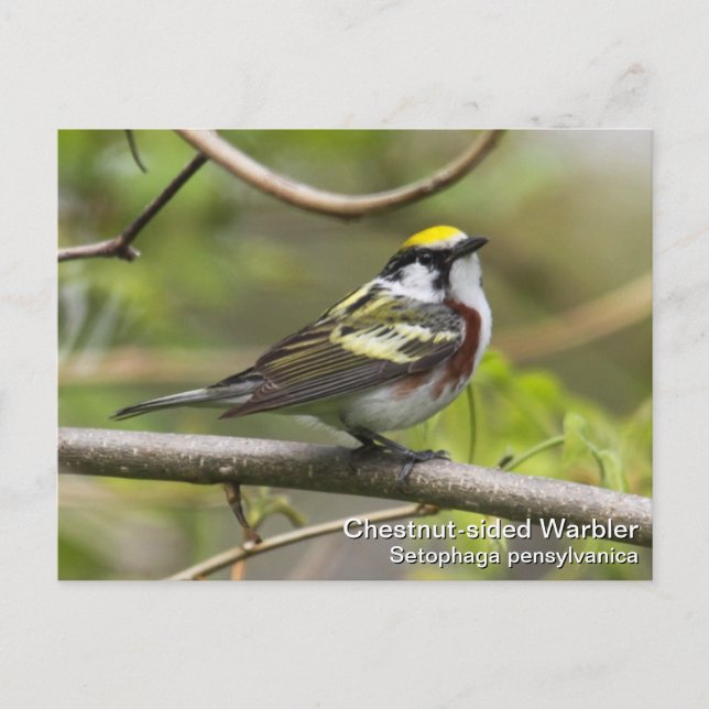Chestnut-sided Warbler Postcard (Front)
