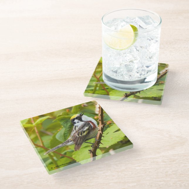 Chestnut-Sided Warbler Songbird on a Branch Glass Coaster (Angled)