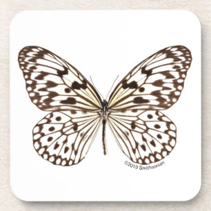 Chestnut Tiger Butterfly Coaster
