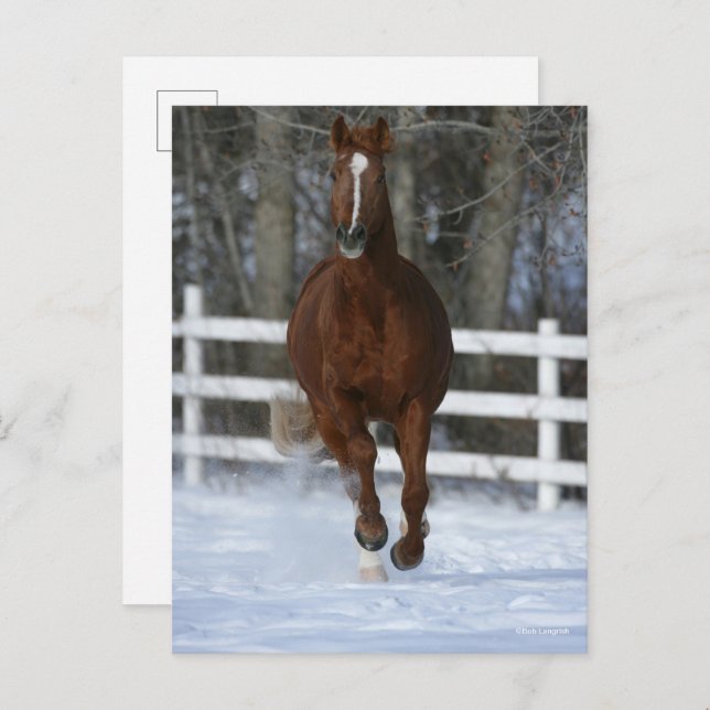 Chestnut Trakehner Stallion In The Snow Postcard (Front/Back)