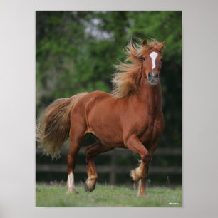 Chestnut Welsh Pony Mane and Tail Flowing Poster