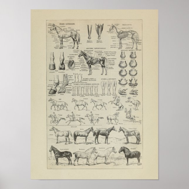Cheval Anatomie Aplombs Squelette Horse Anatomy Poster (Front)