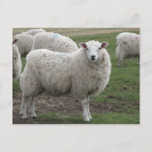 Cheviot sheep postcard
