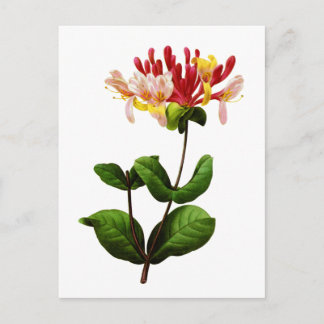 Chevrefeuille by Joseph Pierre Redoute Postcard