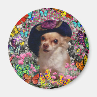 Chi Chi in Butterflies - Chihuahua Magnet