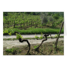 Chianti Vineyard in Tuscany Wine Region Italy