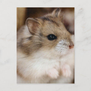 Chibby Postcard