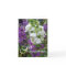 CHIC NOTE CARD_"Summertime" ANGELONIA
