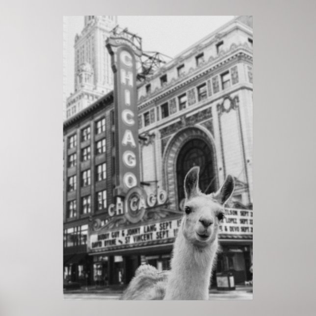 Chicago Llama Poster (Front)