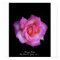 Chicago Peace Rose By Stan The Roseman