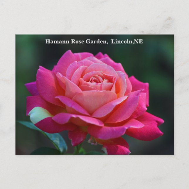 Chicago Peace Rose Postcard HRG 500n 2014 (Front)