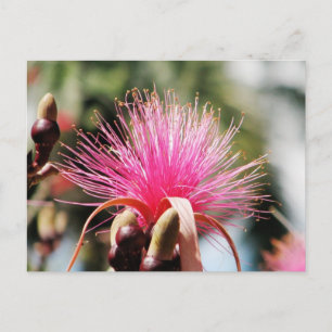Chichen Itza, Yucatan, Mexico Postcard