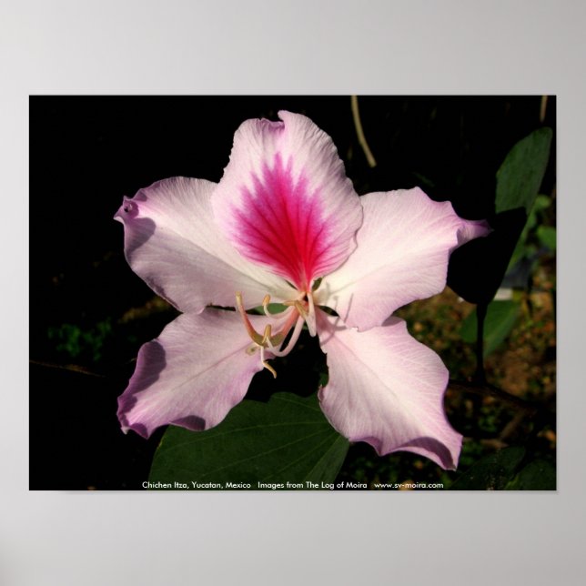 Chichen Itza, Yucatan, Mexico Poster (Front)