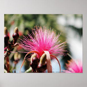 Chichen Itza, Yucatan, Mexico Poster