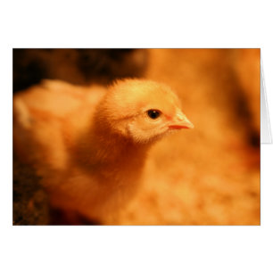 Chick