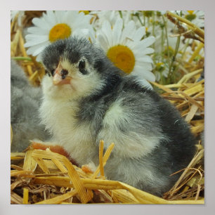 chick, animal, baby, cute, flower yellow, white, poster