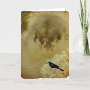 Chick Card