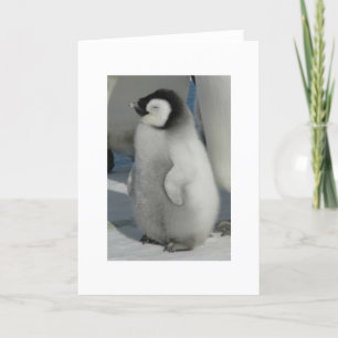 Chick Chat - penguin style Card