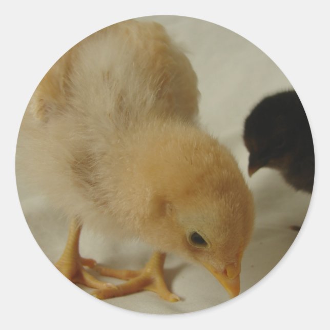 Chick Close Up Classic Round Sticker (Front)