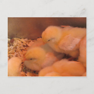 Chick Duo Postcard