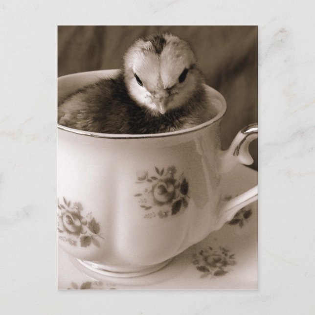 Chick In A Tea Cup Postcard (Front)