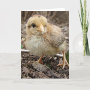 Chick in the Garden  all occasions Card