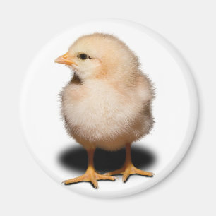 Chick Magnet