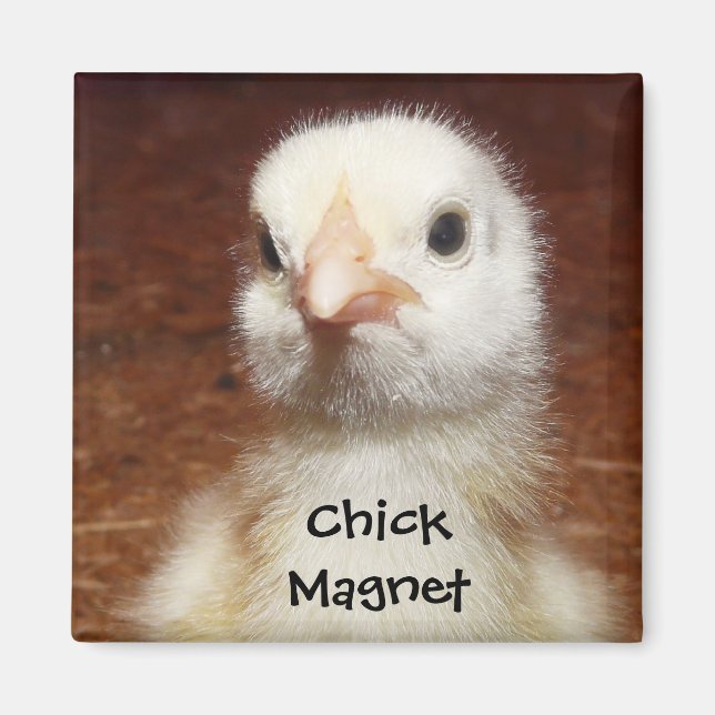 Chick Magnet - Cute Chick Photo (Front)