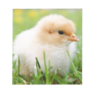 Chick Notepad