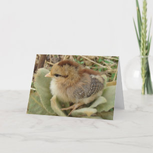 Chick on Fluffy Weed Leaves All Occasions  Card
