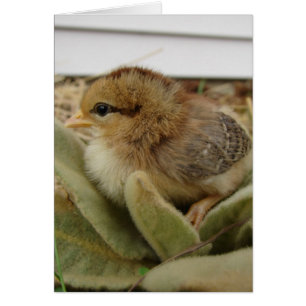 Chick on Leaves