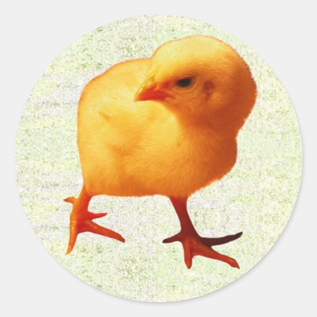 Chick on the Move (2) Classic Round Sticker (Front)