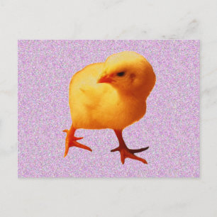 Chick on the Move Postcard
