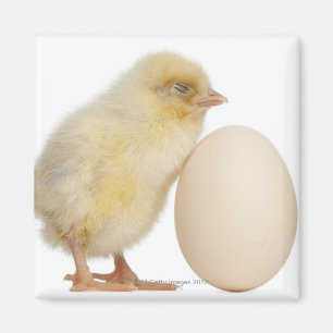 Chick with egg (2 days old) magnet