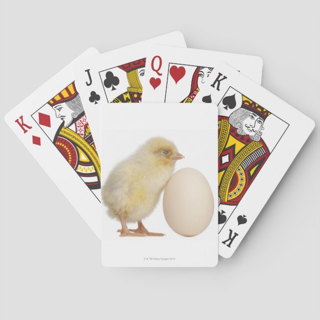 Chick with egg (2 days old) playing cards (Back)