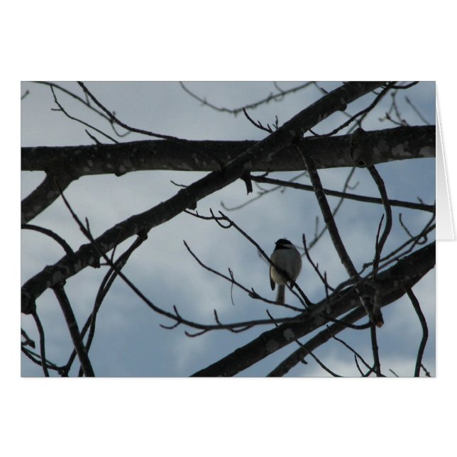 Chickadee (Front Horizontal)
