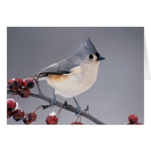 Chickadee (Front Horizontal)