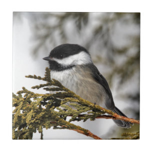 Chickadee_9505 Ceramic Tile