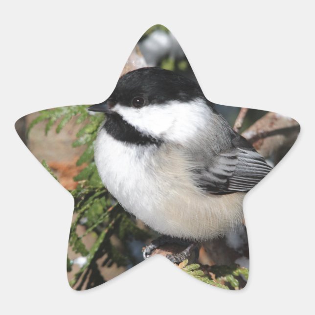 Chickadee_9530 Star Sticker (Front)