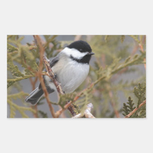 Chickadee_9654 Rectangular Sticker