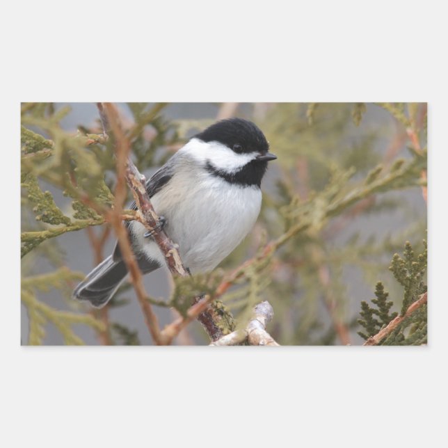 Chickadee_9654 Rectangular Sticker (Front)