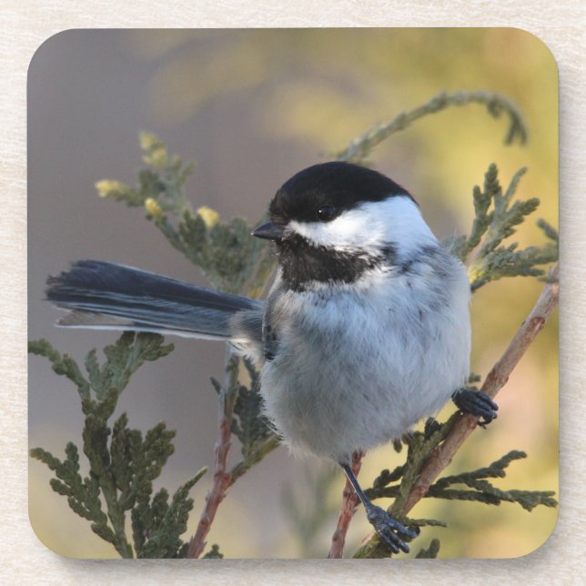 Chickadee_9695 Coaster (Front)